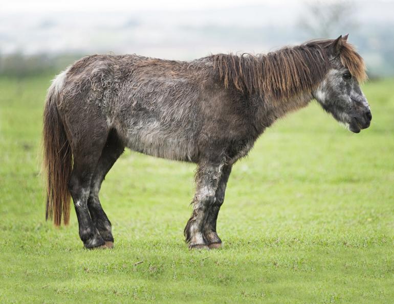 laminitis, ppid, equine cushing's disease, treating equine cushing's disease, diagnosing equine cushing's disease, equine laminitis, jaini clougher veterinarian