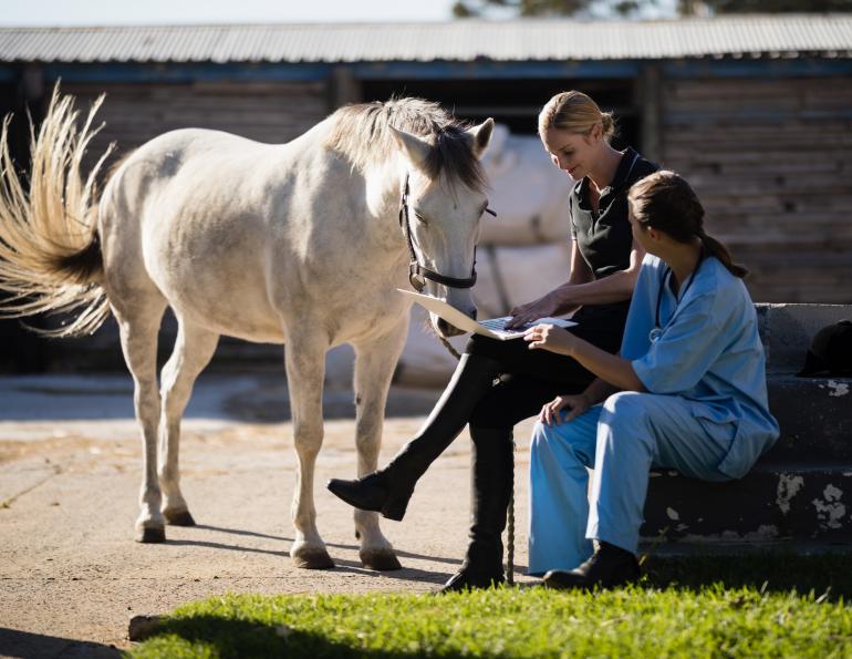 feeding senior horse, malnourished senior horse, henneke body condition horse, senior equine teeth