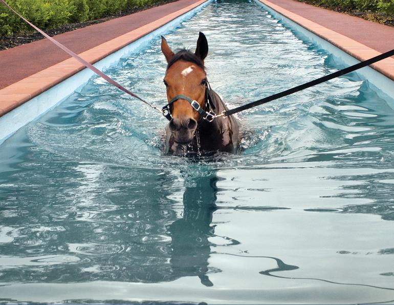 equine hydrotherapy, equine rehabilitation, swimming pools for horses, underwater treadmills for horses, equine spas