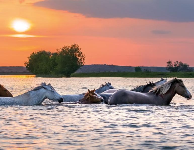 equine emergency preparedness, horses stuck flooding, preventing barn fire, emergency services horses, help for horses disaster, kevan garecki, bc flooding horses