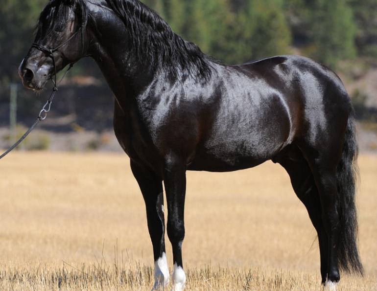 Jonathan Field, natural horsemanship, equine ground skills horse, connecting with horse, obstacles for horses, equine mind, horse mind, bombproofing horse