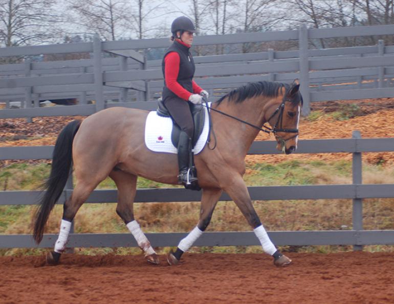 starting out right horse foot, nancy tapley, horse warm-up, Karen brain, horse riding technique, horse training, Shannon Dueck, horse leg yield, equine leg yield, horse leg yield circle, hunter jumper exercises, Leg-Yielding Out Circle