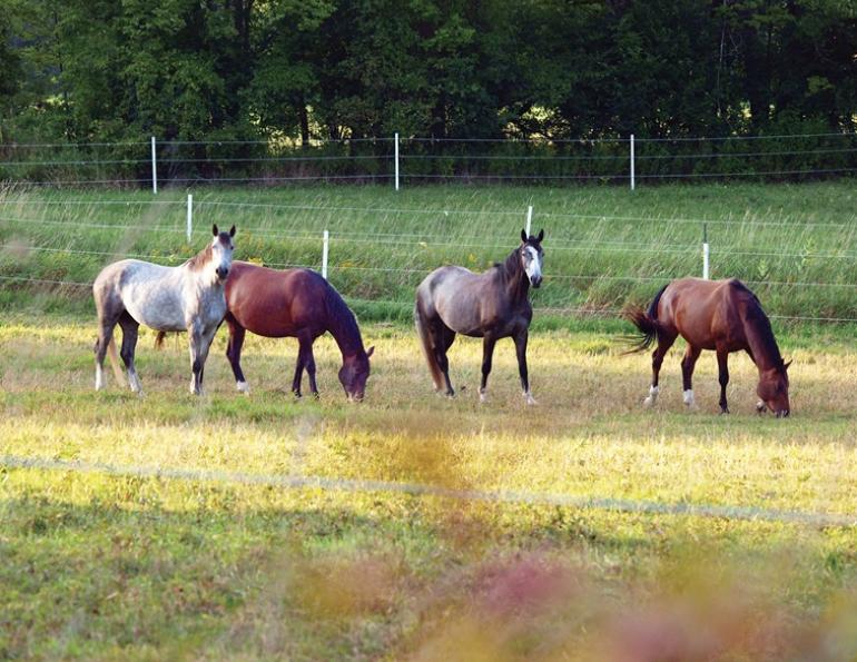 penn state extension equine team, rotational grazing horses, managing horse pastures, sacrifice lot horse grazing