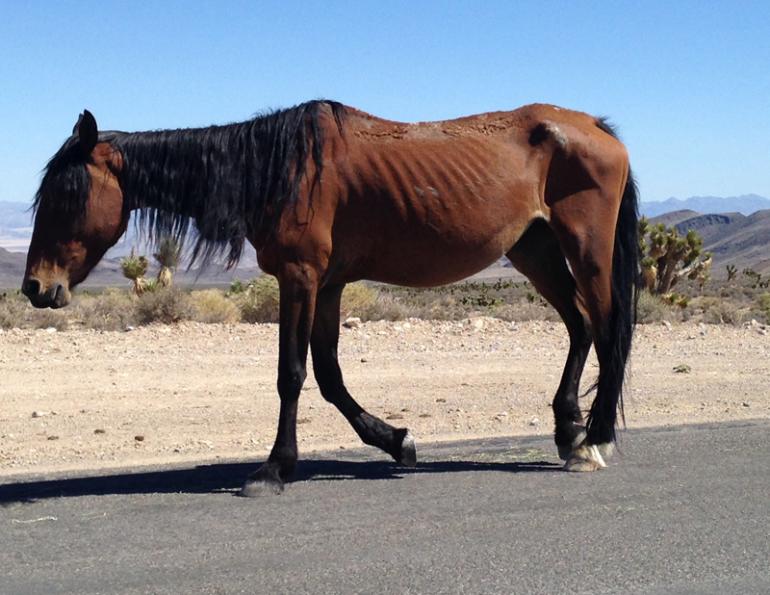 malnourished horse, rescue horses, helping underweight horse, starving horse, how to tell if horse is healthy weight, welfare horses