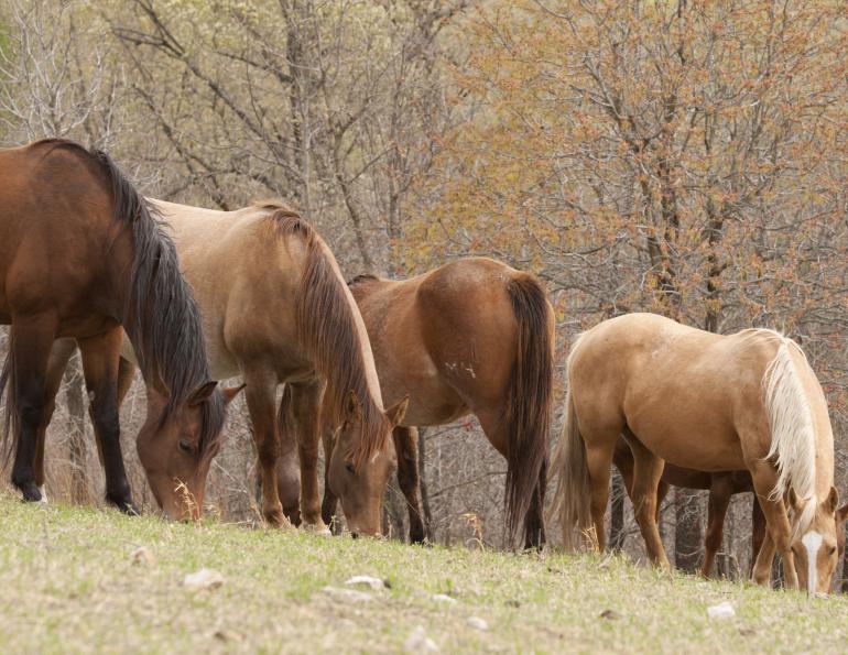 Equine Behaviour & Learning Patterns
