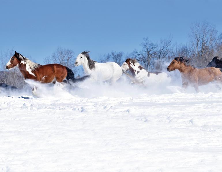 spanish mustang breed, history of spanish mustang, canyon de chelly national monument, spanish horses