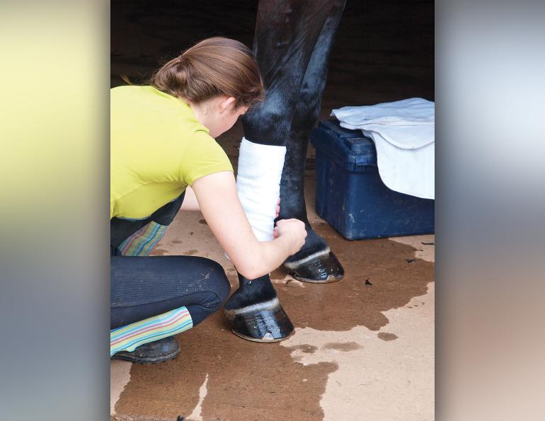how to wrap a horse's legs, wrapping horse's legs, equine guelph, protect horse's legs while riding