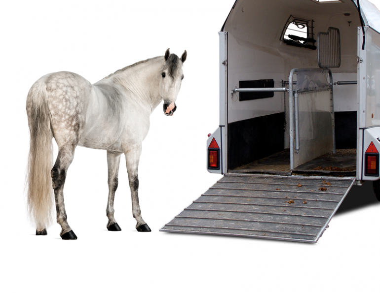 how to load a horse in a trailer, kevan garecki, my horse won't load, horse trailering, train a horse for trailer, de-spook horse, claustrophobic horse tranquilizers, horse sedation, equine sedation, acepromazine horse