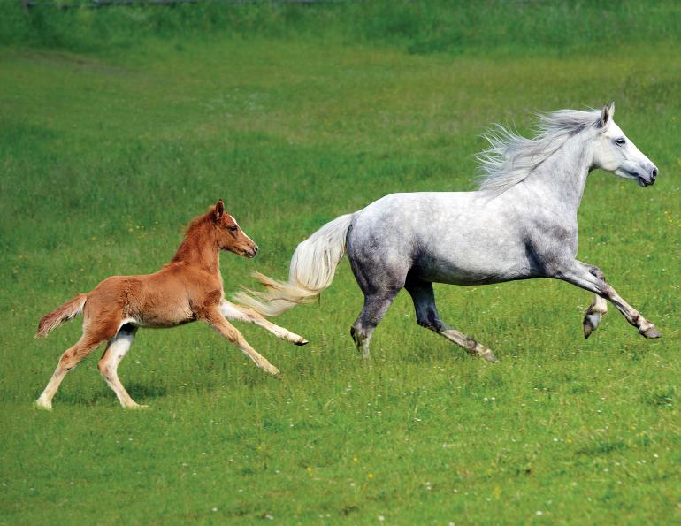 Hoof wall separation disease (HWSD) Connemara ponies, hoof care for ponies, Connemara pony breeders society (cpbs), genetic testing Connemara ponies