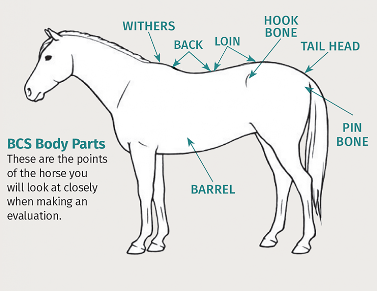 henneke body condition score, body scoring horses, how to tell if my horse is overweight, is my horse underweight