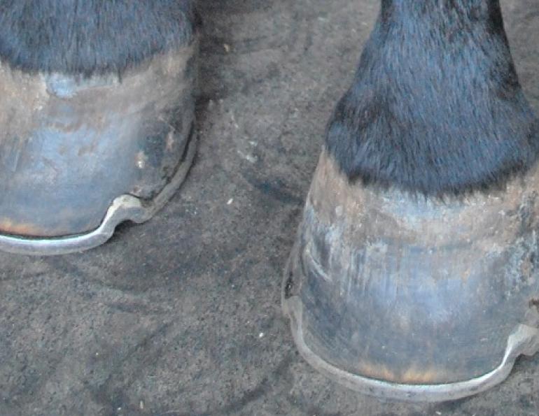 biotin supplement to improve horse hoof quality