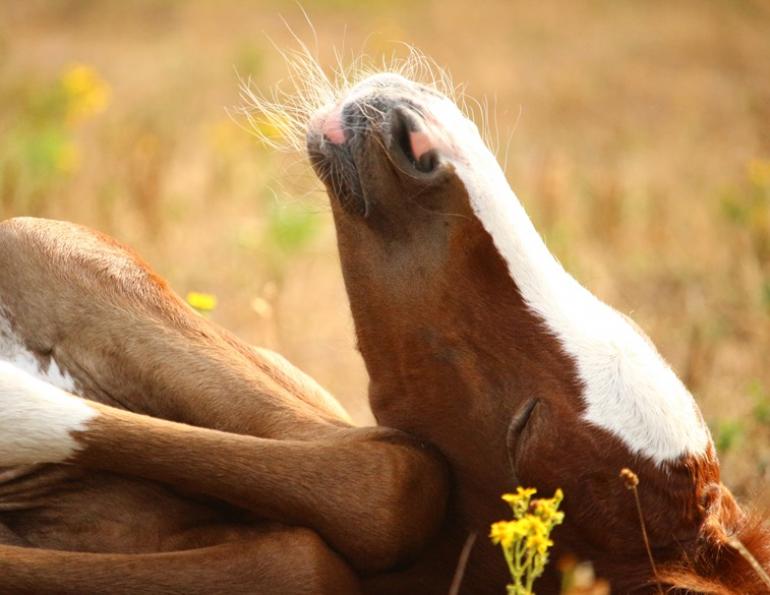 sleep deprived horse, how much sleep does a horse need, do horses need lots of sleep, can a horse sleep standing up, ises, international society of equitation sceince