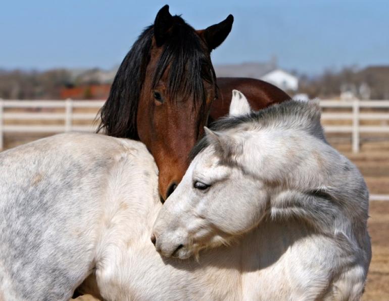 financial cost of horse riding, financial cost of horses, horse budget, equine budget, horsekeeping, financial cost of horsekeeping, save money on horse hay, running a horse farm, running an acreage