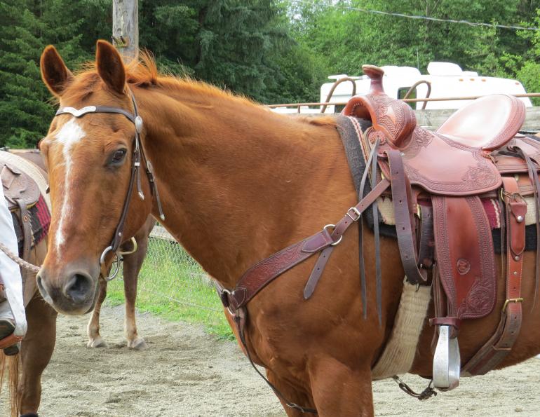  Easy Moon Delight cestnut quarter horse, mr easy quarter horse gelding doc bar linage water valley alberta victoria polo club