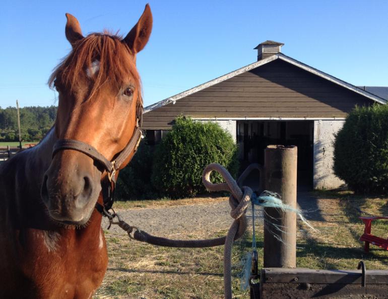 how to tie quick release knot, quick release knot, horse rope knot, equine knot