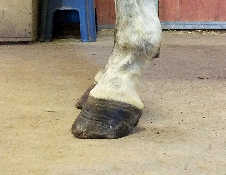 Hans Wiza, horse Hoof makeover, splay-footed horse, cracked horse feet, chipped horse feet, flared horse feet, flaking horse feet, bent horse feet, broken horse feet, hyper-expanded horse feet, peeling horse feet, equine scapular hinge vertical alignment, H.A.N.S. TRIM protocol, horse shoes