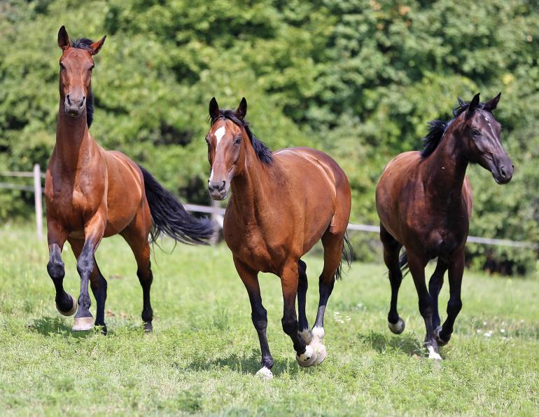 equine gut health, digestive health in horses, alexa linton equine sports therapist, track system horses, benefits of hoof boots for horses, free choice hay horses, equine cranial therapy, forage for horses healthy gut, colic prevention, gut flora horses 