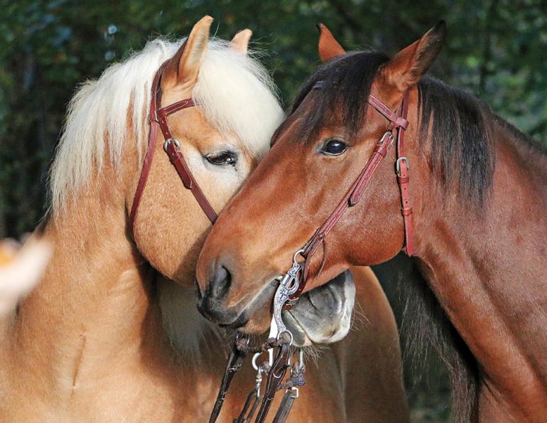 Biosecurity horse farm, how to protect horse from virus, pathogens horse farm, designing a horse barn for health, safely transporting horses
