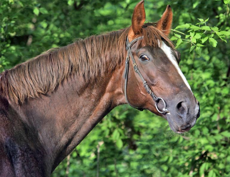 ISES research on bits, do horses like wearing bits, stress in horses, international society for equitation science conference