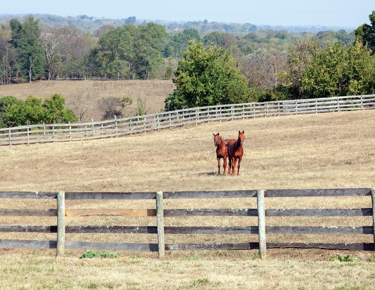 Horse grazing in a managed pasture during drought conditions on a Canadian horse farm