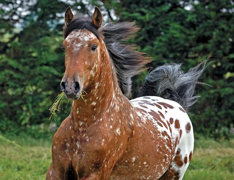 equine genetics, types of equine diseases, uc davis center for equine health, genetic diseases based on horse breed, testing my horse for dna