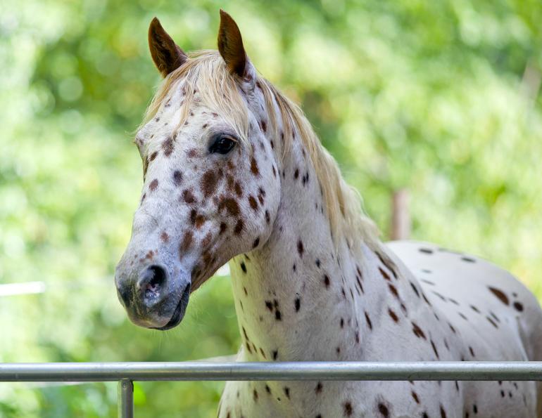 will clinging, horse training, horse behaviour, equine behaviour, horse psychology, equine psychology, horse journal, canadian horse, horse canada, horse sport, western horse, english horse, horsemanship