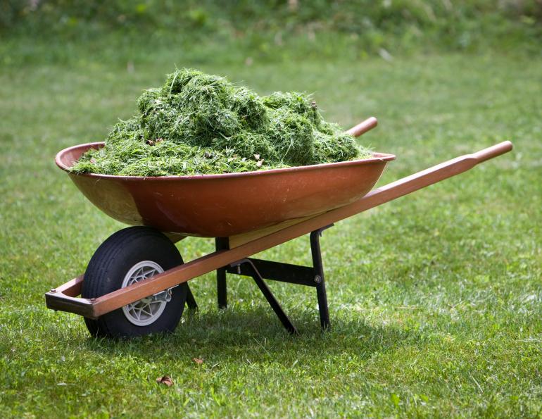 toxious plants horses, yew plant horses, poisonous plants horses