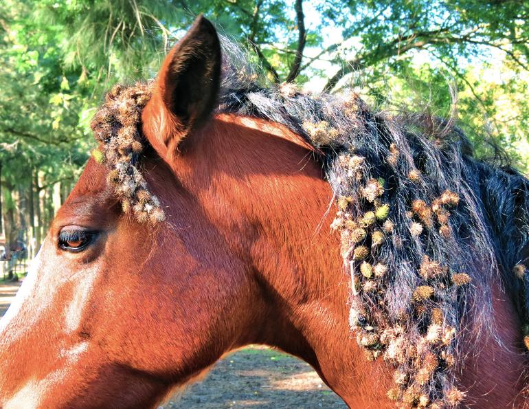 how to remove burrs from a horse's mane, burrs in horse's tail, first aid for burrs