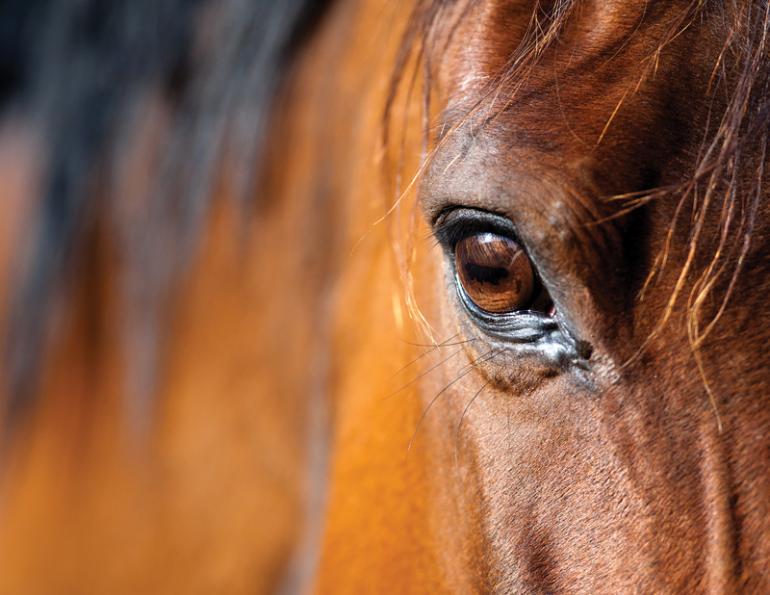 Equestrian Canada, Equine Canada, Canadian horse industry, Canada’s Horse Industry, Canadian Horse Industry Profile Study, Roz Moskovits, Howard Jackson, Les Burwash, Sabine Schleese, changing canadian horse industry