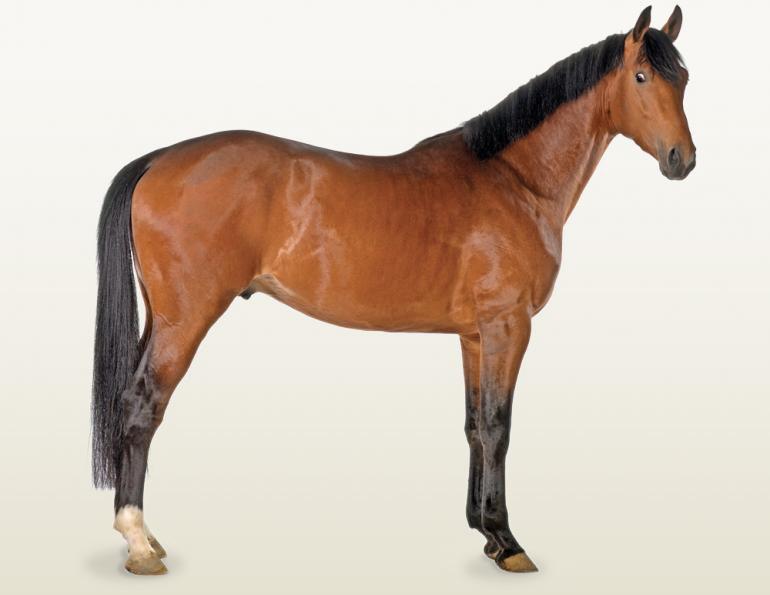 horses joints sore, how to help my horse's pain, pain in joint horse, alexa linton, joint supplements horses