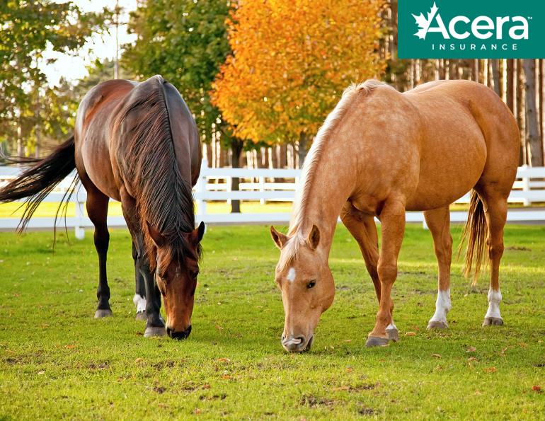 acera insurance, horse insurance canada, horse mortality insurance, insurance claim injured horse, insurance claim horse with colic, ulcer horse insurance