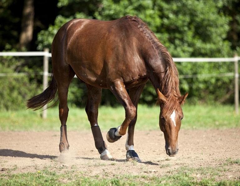 horse colic operation, treatments for colic, equine science update, mark andrews, standing flank laparotomy colic