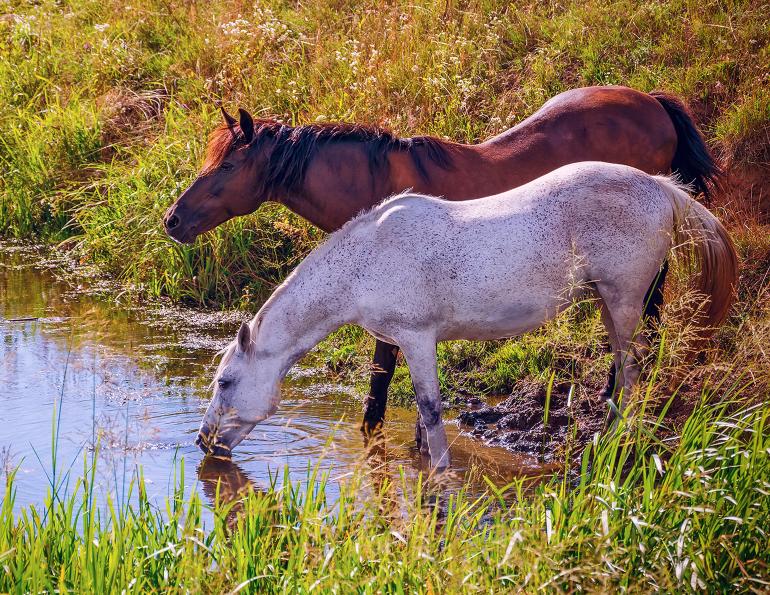 Potomac Horse Fever Canada, PHF horses Canada, equine diseases Canada, horse health summer, equine colitis, horse vaccination Canada, insect-borne horse disease, equine biosecurity