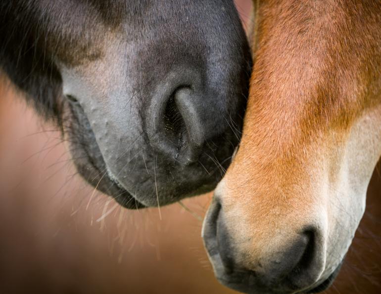 equine Strangles Pathogen, horse disease spread, equine science update, microbial genetics horses