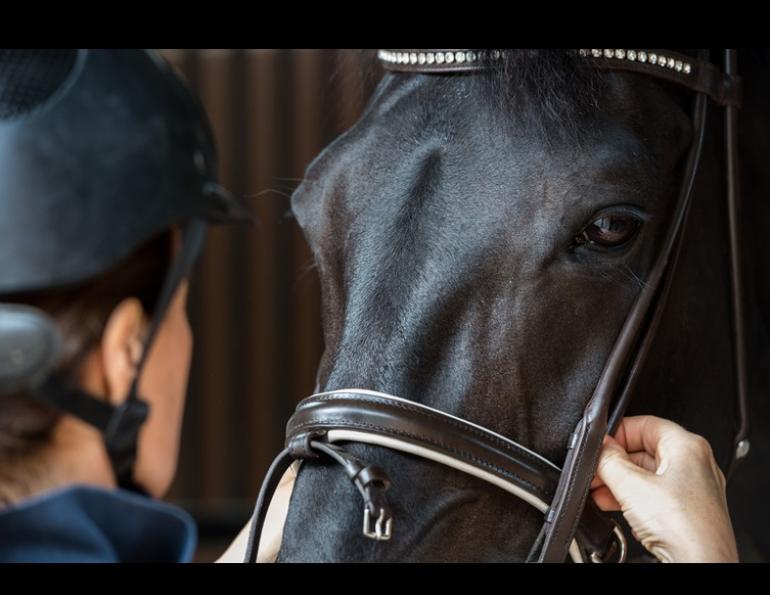 noseband tightness horses, equine welfare research, horse stride length study, riding tack pressure, horse biomechanics, equine performance Canada, horse training welfare, ISES noseband guidelines