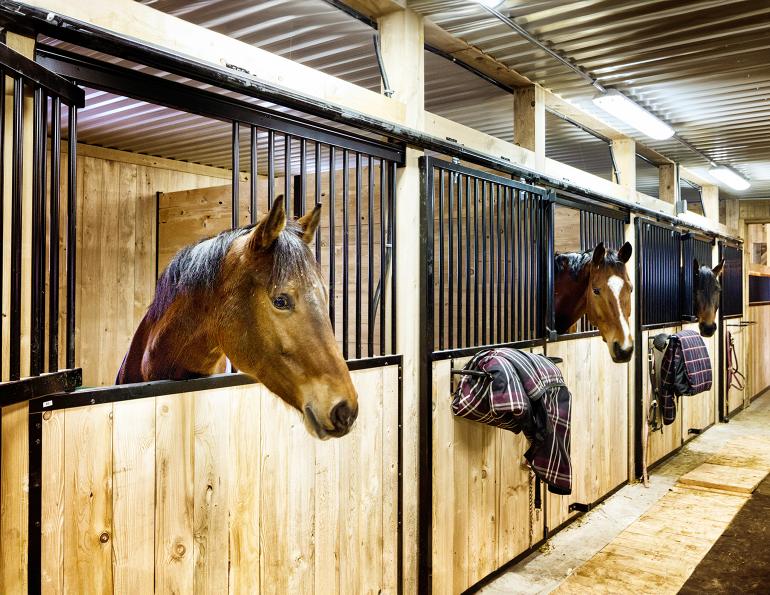 Horse breeding, broodmares to cycle early using artificial lighting, broodmare cycling, how to induce early cycling for broodmares, role of temperature in broodmare cycling, role of light during broodmare cycling, how much light do cycling broodmares need?, overhead lights for cycling broodmares, light masks for cycling broodmares