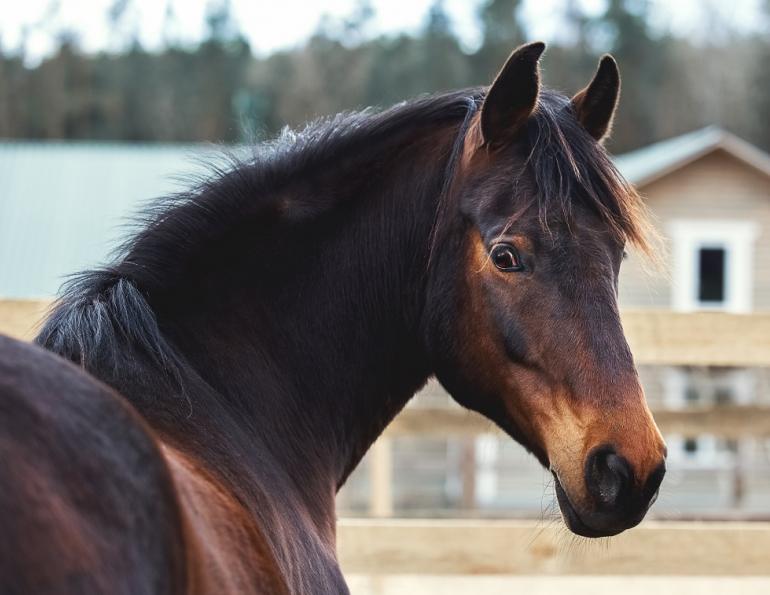 happy horse, horse wellbeing, alexa linton, equine sports therapist, how to respect my horse, understanding my horse