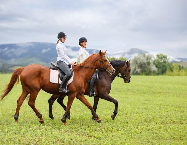 how do horses learn? stop a horse testing you, horse welfare, horse misbehaving, horse abuse