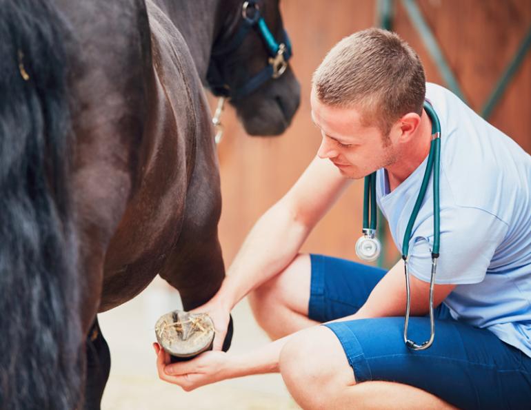 how common is laminitis? laminitis as common as colic, what is laminitis, warning signs of laminitis