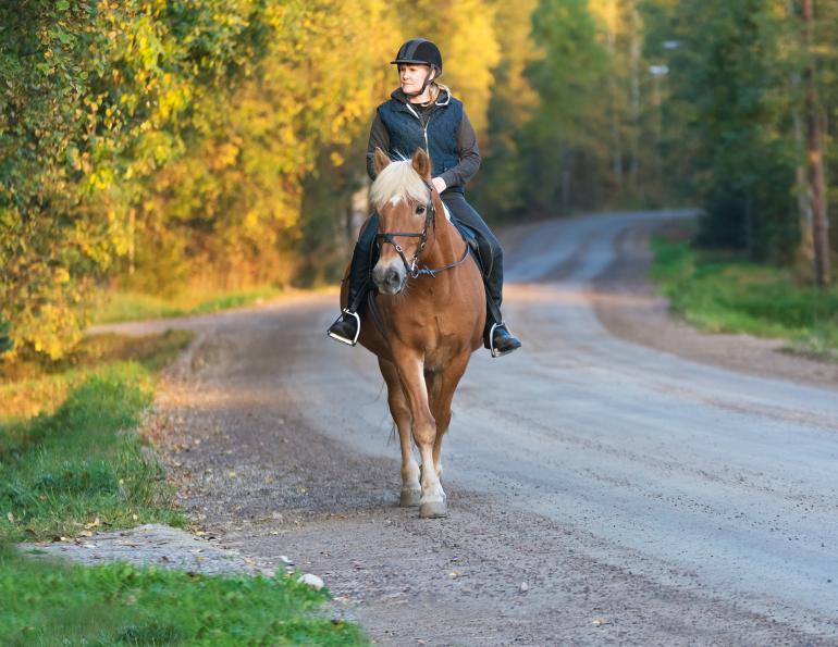 equine road safety, horse council BC, Highly visible clothing equine road safety, reflective vest when road riding horse, spook horse road riding, horse safety, horse rider safey