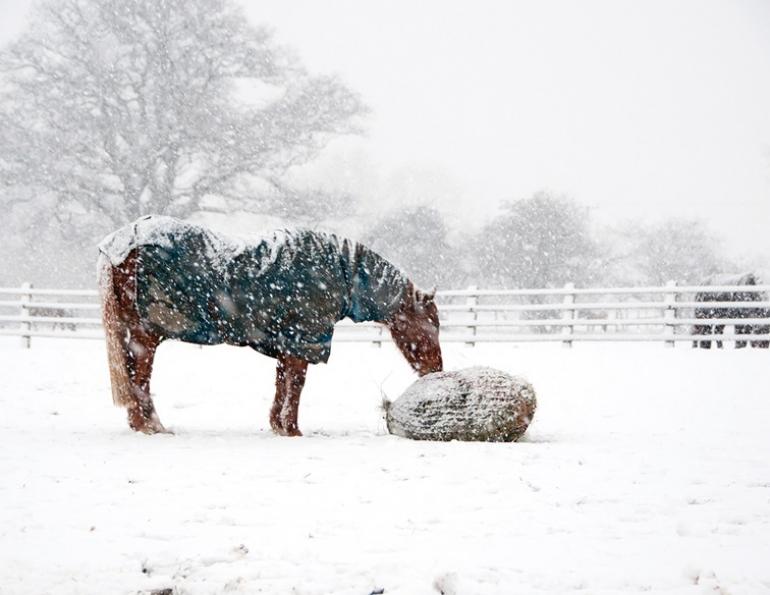 how to store horse hay, make horse hay last long, beet pulp horses, horse's forage, hay feeders
