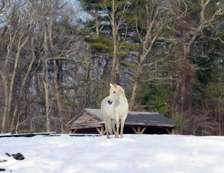 Horse Run-In Shed equine, horse shelter equine, horse property drainage