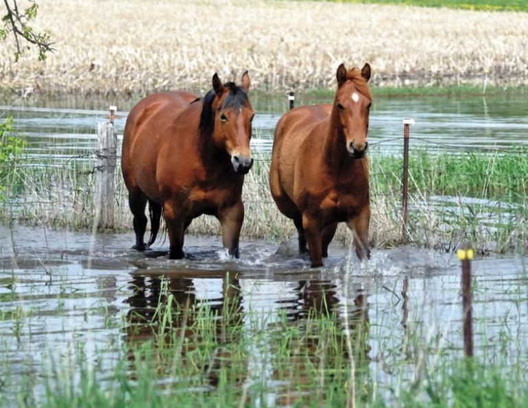climate change horse industry, prepare horse farm for climate change, heat dome horses, rescuing horses disaster, hay shortages, colic horses