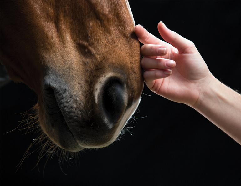 healing with horses, equine therapy, horses mindfullness, horses meditation