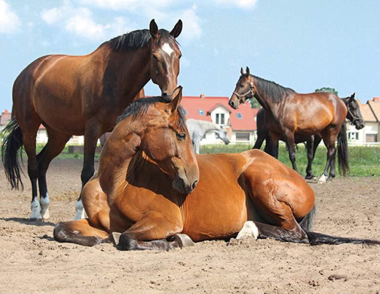 equine biosecurity, equine guelph, preventing horse diseases, protecting horses public