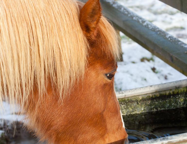 Preventing Fall Winter Colic, horse colic, equine colic, winter colic horses, fall colic horses, seasonal colic for horses, horse feed, horse forage, horse water, horse drink, ill horse, sick horse, horse disease, horse care, horse health