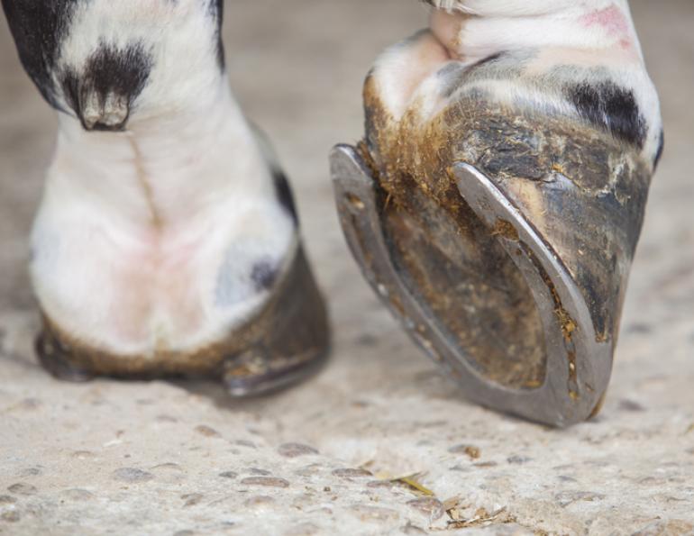Common Hoof Problems in horses daily hoof care nutrition for equine hooves pain for sore horse hoof pain equine hoof western college of veterinary medicine