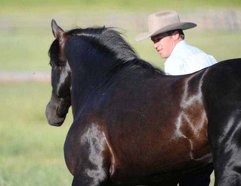 Jonathan Field, horses at liberty, how to connect with horse