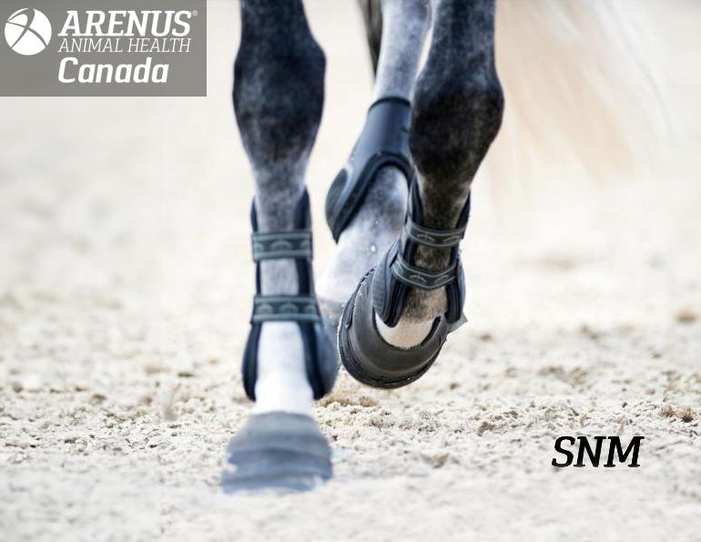 arenus animal health, pain relief horses, sore no more pain relief, liniment for horses, poultice horses, gelotoin pain relief horses