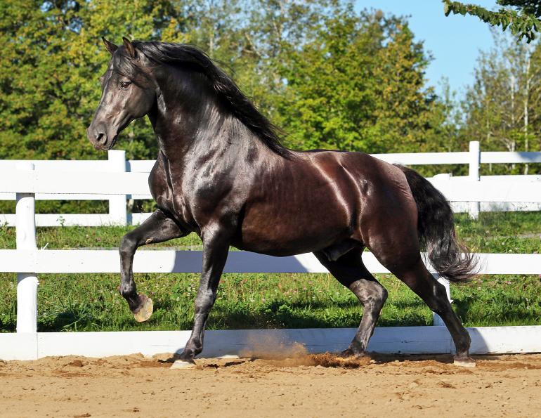 Rediscovering a Lost History: An Interview with Canadian Horse